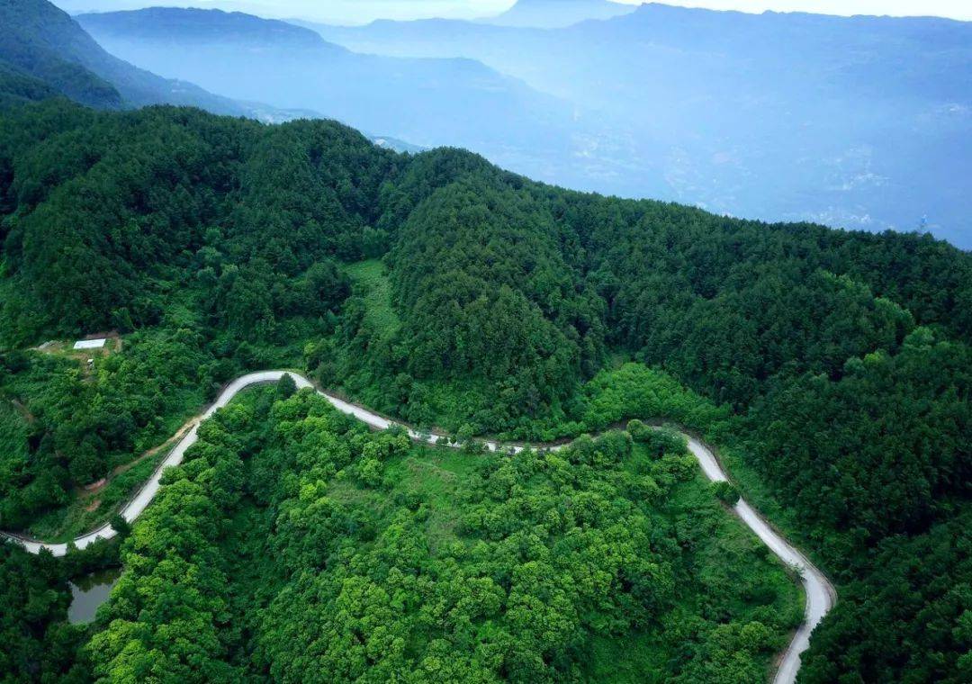 逃离城市热浪,苍溪这些森林秘境邀你来清凉一夏_三溪口_九龙山_自然
