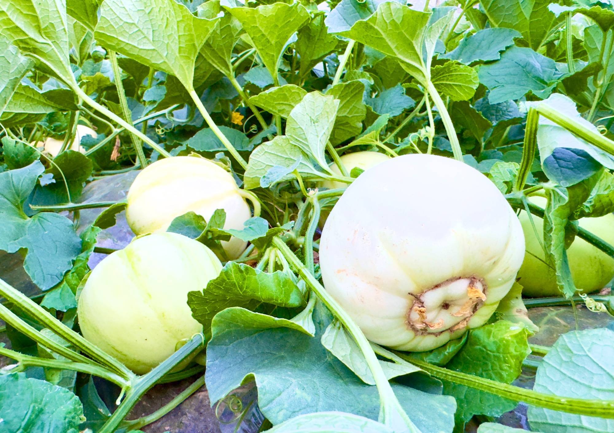 甘肃灵台:甜瓜抢"鲜"上市 瓜农又"尝"甜头