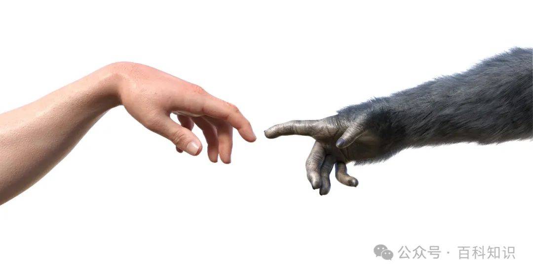 为何发誓要勾手指_想法_内心_科普