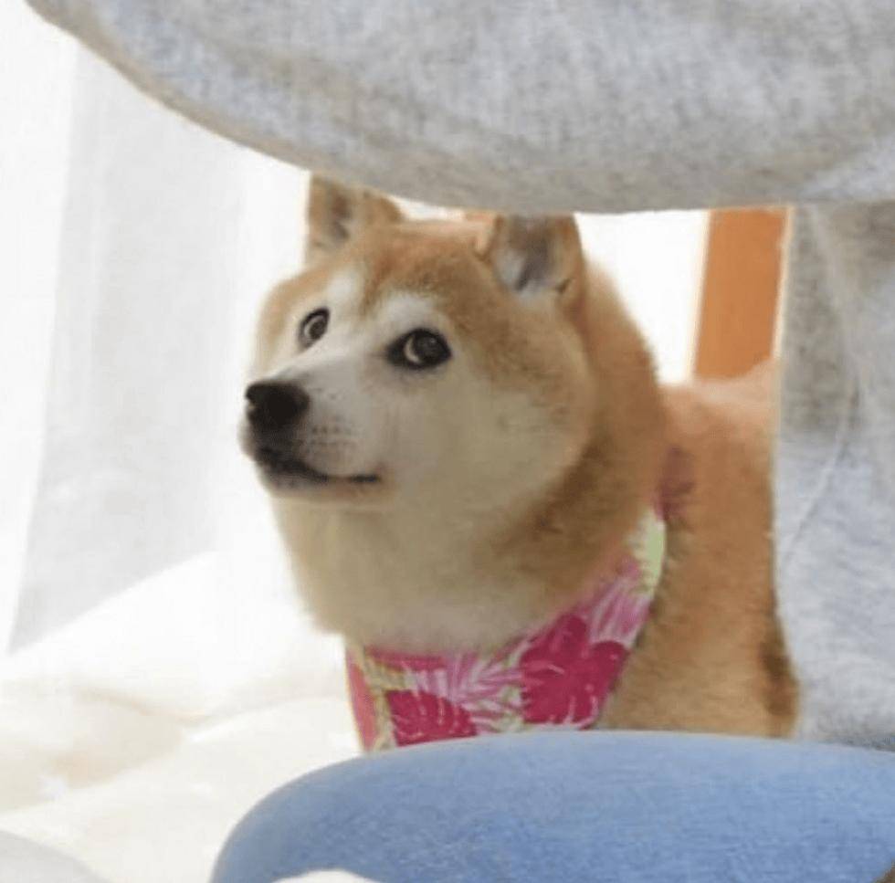 你微信里的那个表情包顶流,今天去世了