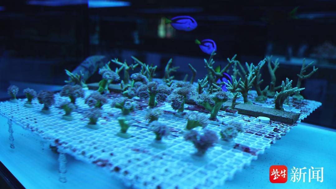 百种热带珊瑚在这里繁育成功 如皋小镇上深藏一片"海底世界"