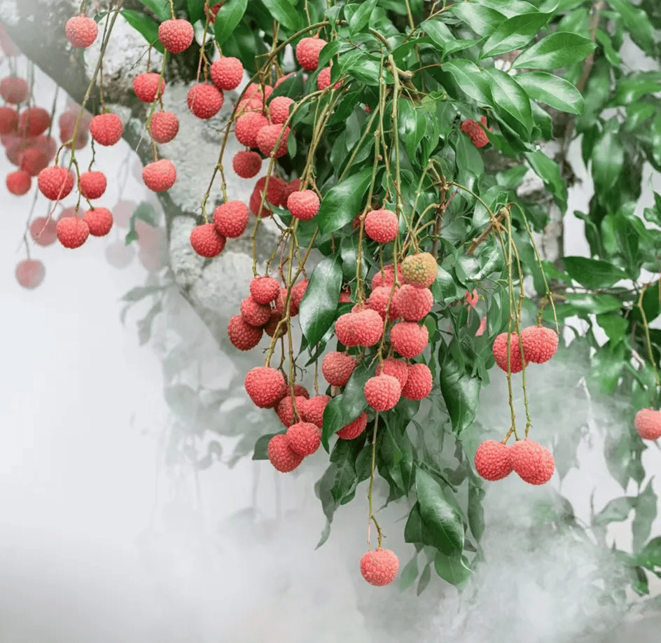 人民网官微置顶打call茂名荔枝 | 大吉大"荔"