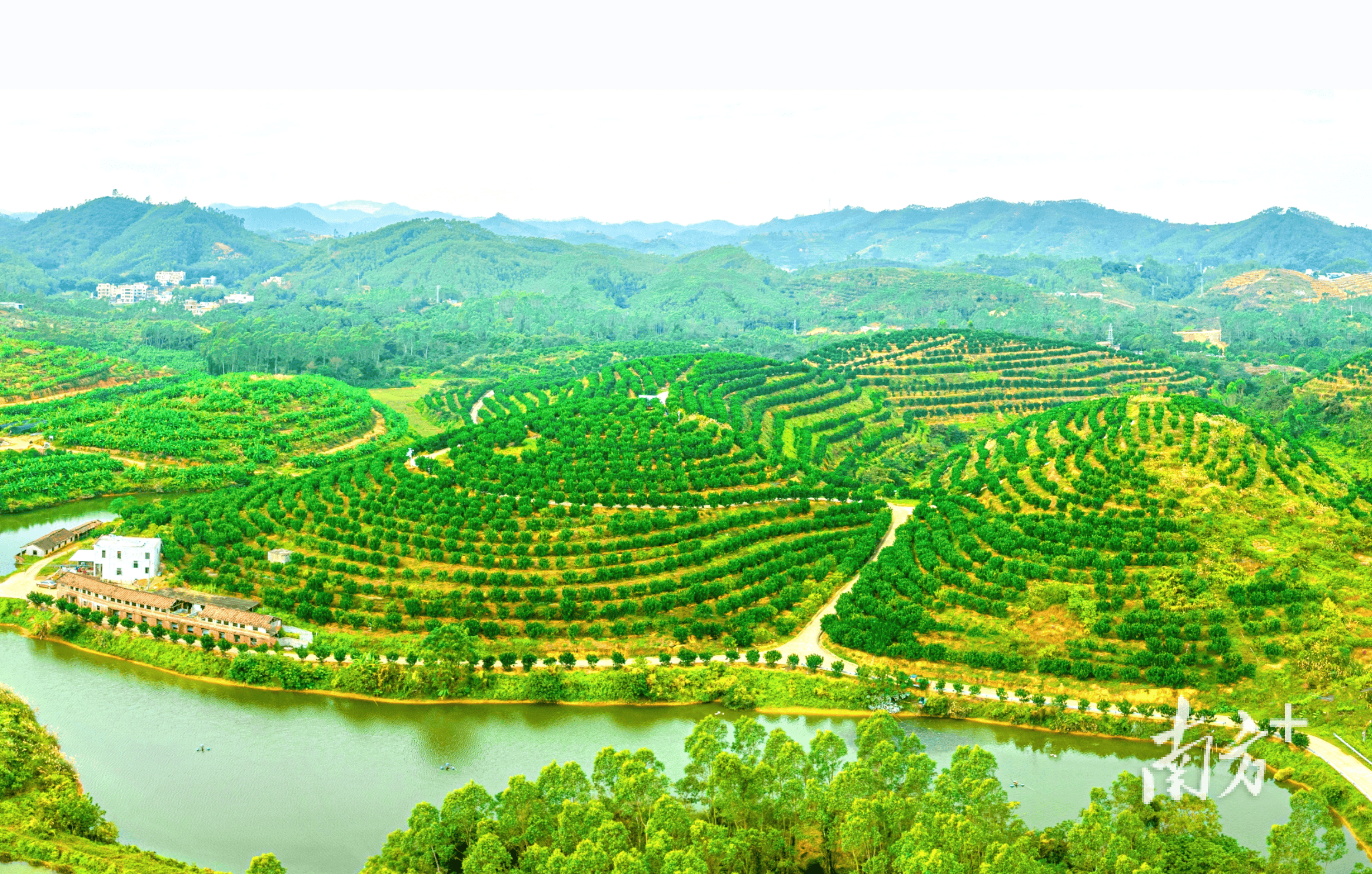 橡胶 南药特色种植面积超8万亩,广东农垦探索多种复合种植模式