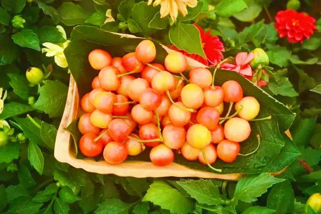 烟台大樱桃新鲜上市,甜蜜爆汁!_市场_福山区_品种