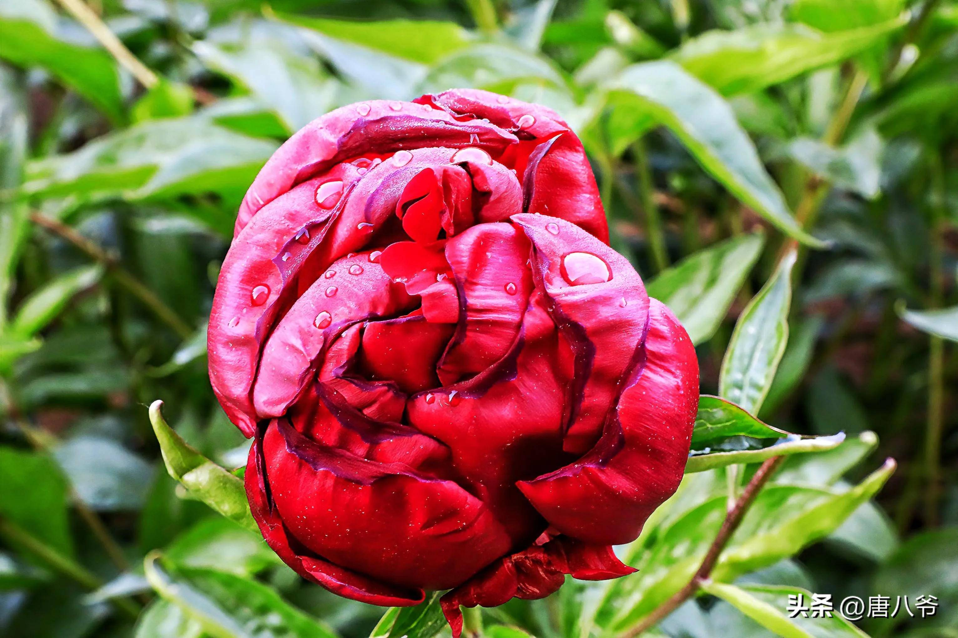 红花映绿叶,浓艳似霞彩,在春末夏初,芍药花开红红火火