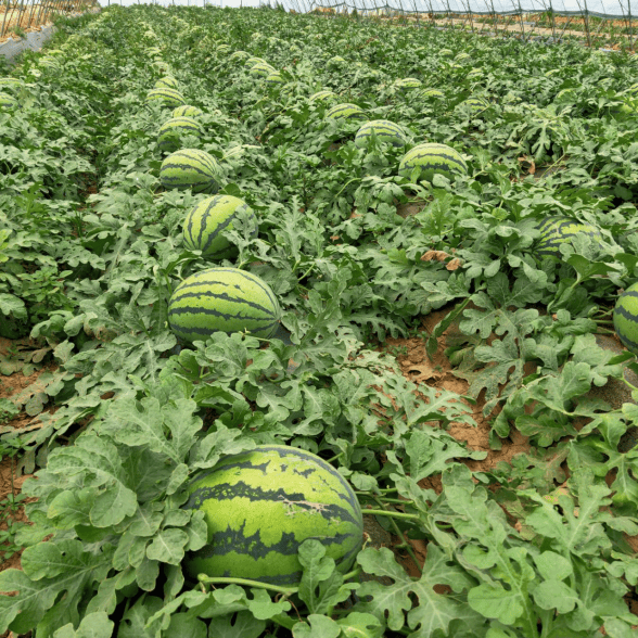 杨镇荆坨村有西瓜地近230亩,年产