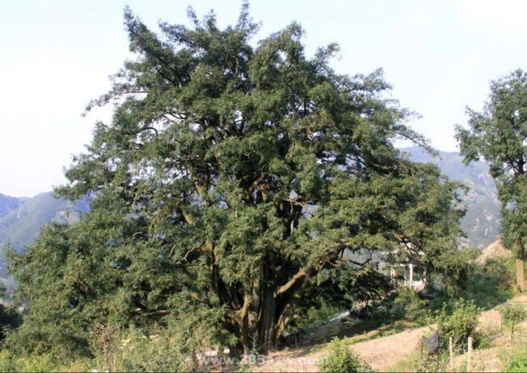 顾春芳:独一无二的榧棋盘_斯宅_香榧_坑口村