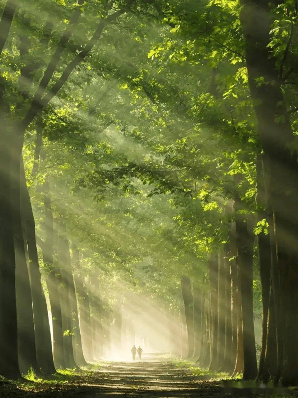 例如,在森林中,阳光透过树梢形成的光束,不仅美化了画面,也增强了画面