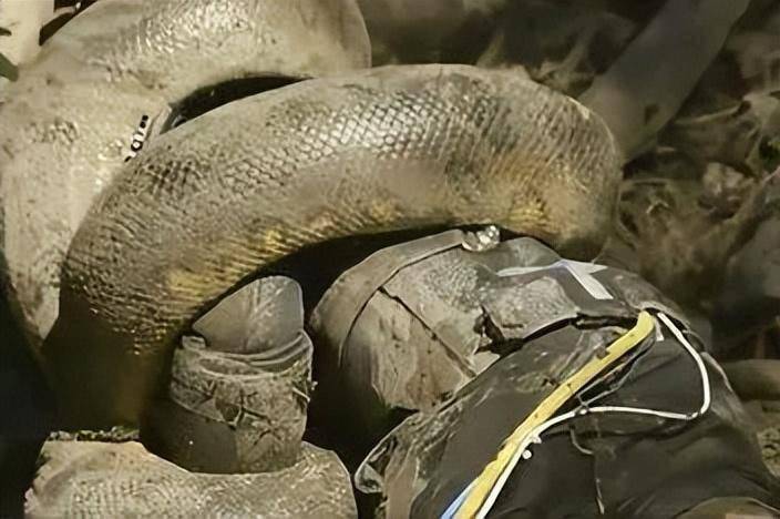 7米巨蟒囫囵吞人,村民剖开找回遗体,蟒蛇内部结构究竟是怎样?