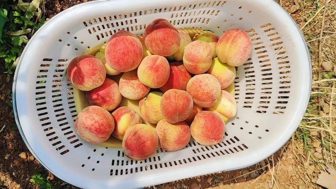 成都首批水蜜桃上市
