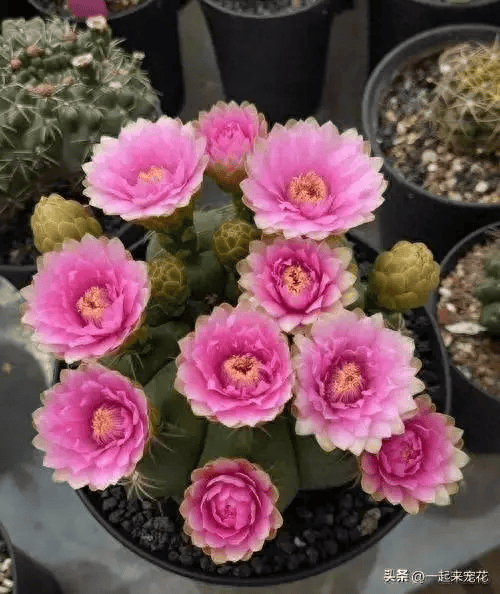 "经典"的一款仙人球,好似牡丹惹人爱,一开就是大半年