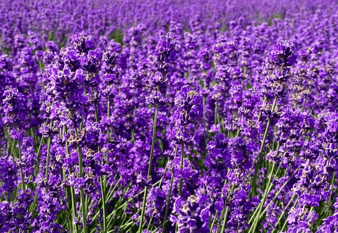 百亩薰衣草已悄然绽放,近7万株薰衣草构成31000㎡的紫色浪漫花田