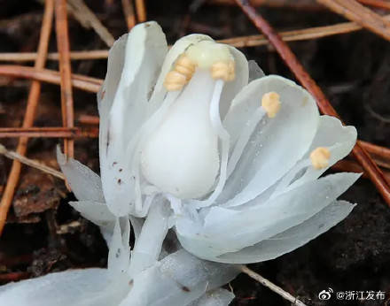 罕见植物"幽灵之花",在浙江清凉峰保护区现身