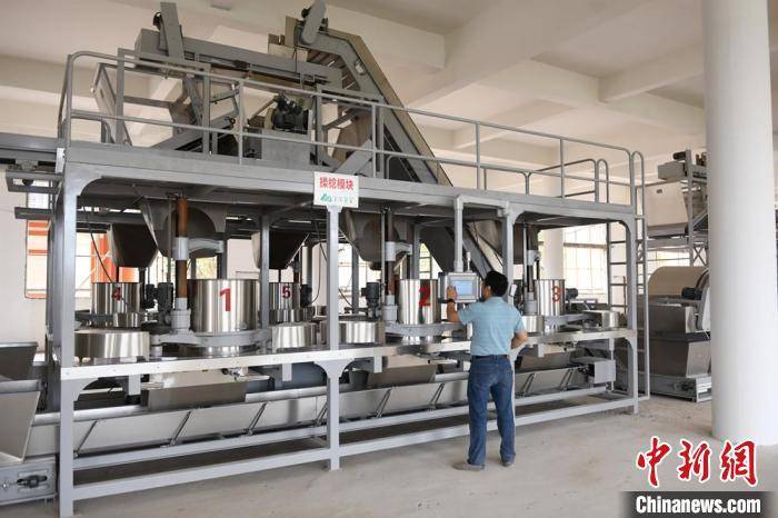 广西提升丘陵山区六堡茶生产机械化水平促产业发展