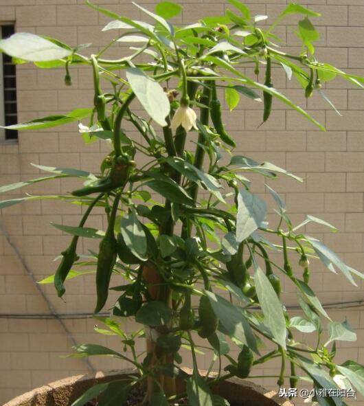 自己种植辣椒,就这样种,一棵也能结很多,种三盆一次采摘好几斤