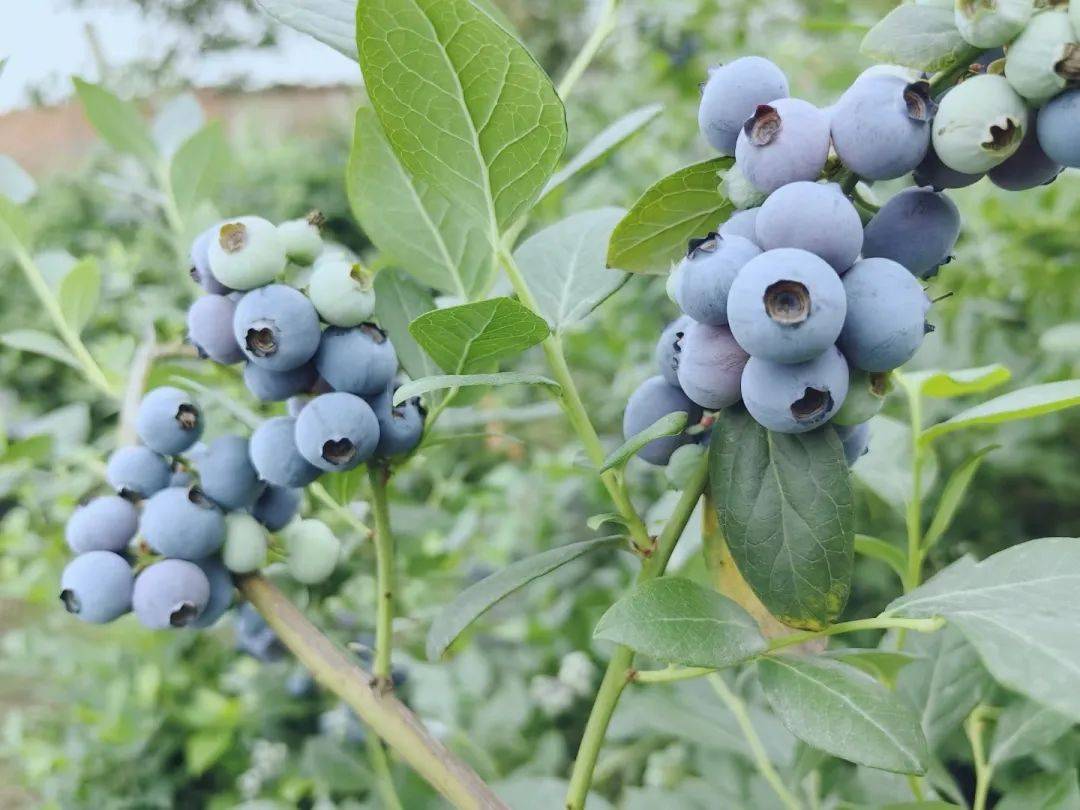 园区里现在最受欢迎的是法新,云雀,奥尼尔,和茶花蓝莓;这几个品种不仅