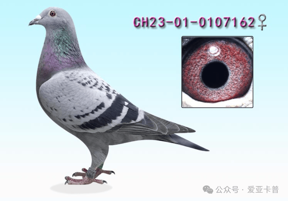 第2450期拍卖--12号鸽.