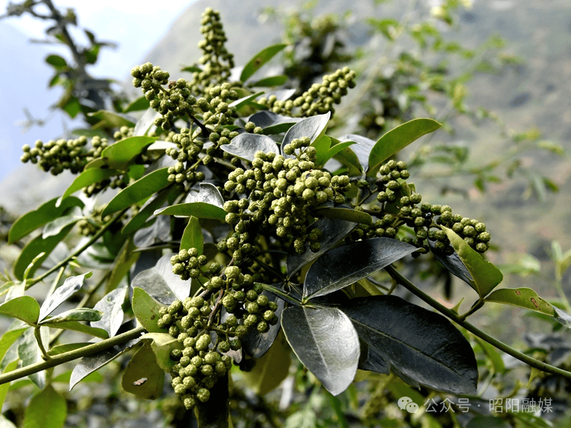 总产值8820万元!炎山花椒产业勾勒乡村振兴美丽画卷