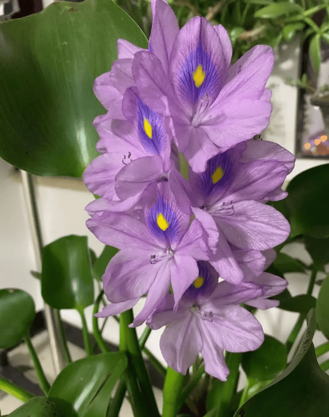 农村常见的大水缸,拿来养这6种花,缸缸花开到爆!