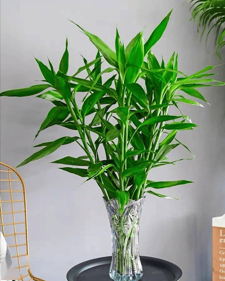 "不是绿植买不起,是水培更有性价比",奶奶的水培富贵竹,太美