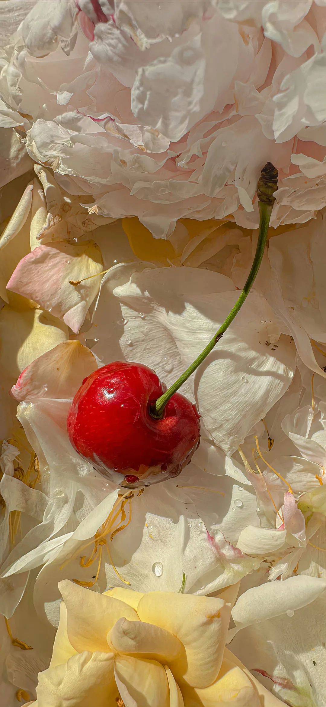 1080_2338竖版 竖屏