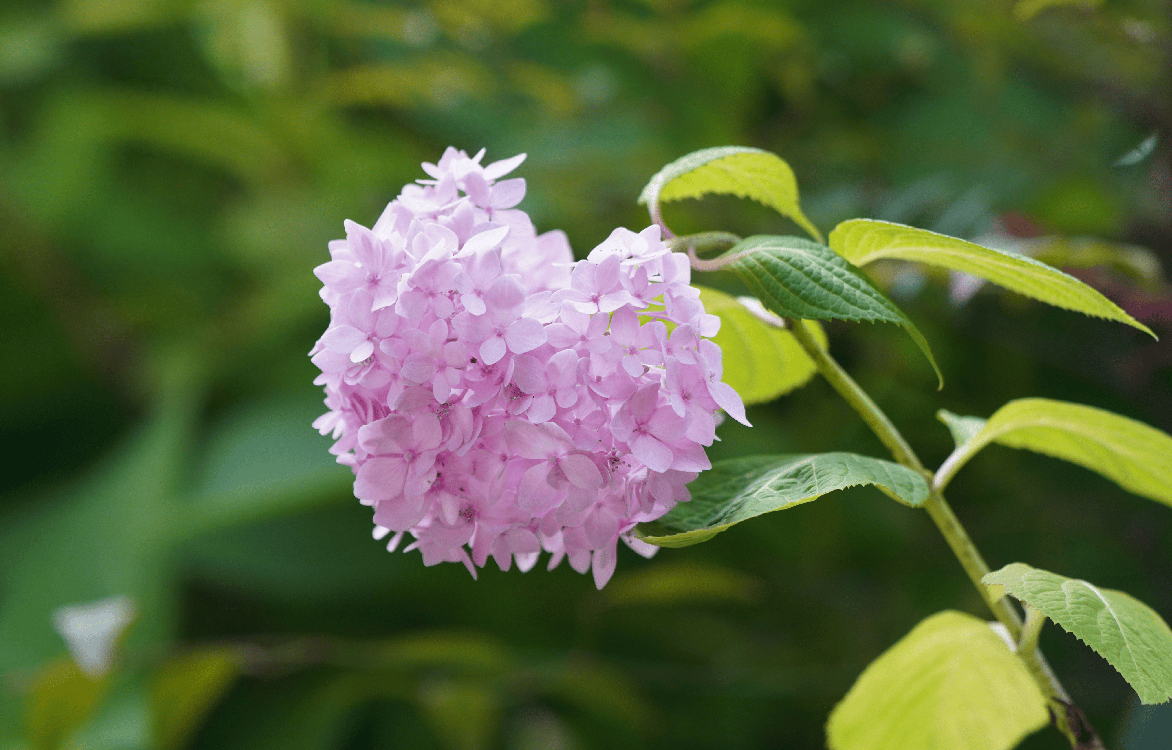 来绿城广场赏绣球花吧 粉色