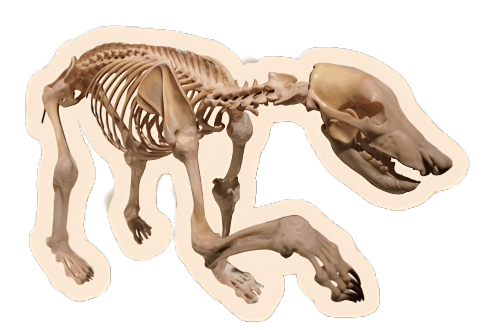 熊猫时代丨小熊猫不是大熊猫的宝宝?关于熊猫和它的"亲戚们"