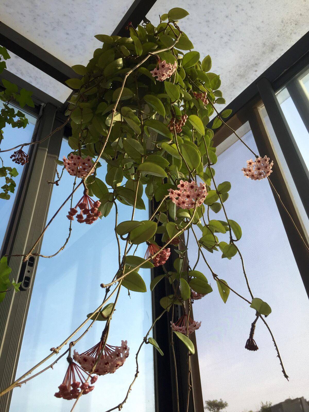 或是搭个支架,促使它向上向空中生长,比如说藤月,牵牛花,茑萝,铁线莲