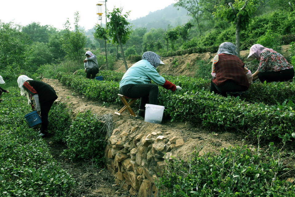 甲子山中茗茶香 滋味醇厚沁心脾_日照_茶园_茶叶