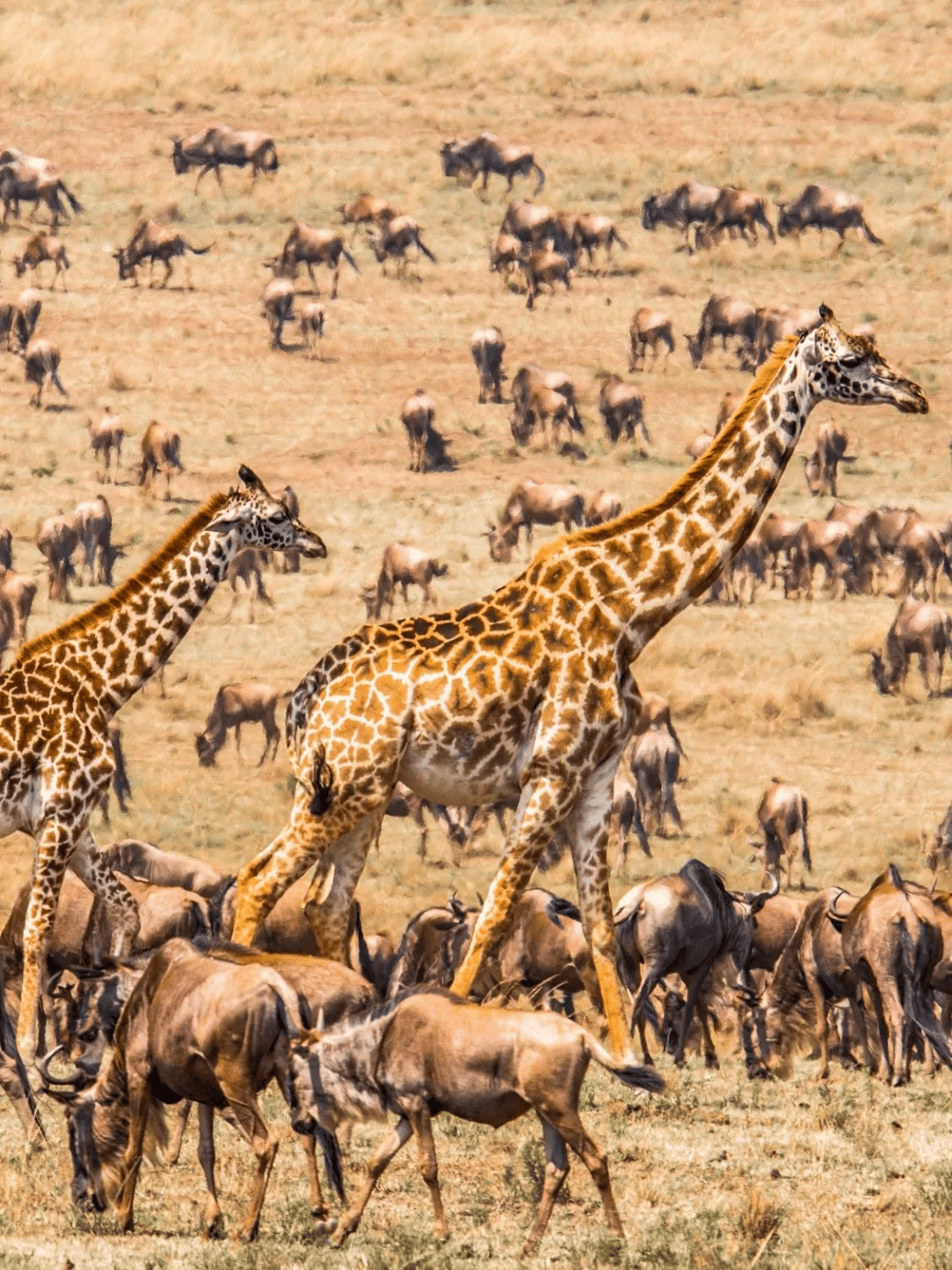01公分!人生叹一次足矣的「动物大迁徙」!肯尼亚,一起感受生命的远征!