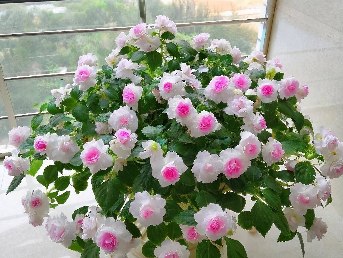 重瓣非洲凤仙花怎么养?记住2点,花繁叶茂,怎么看都美