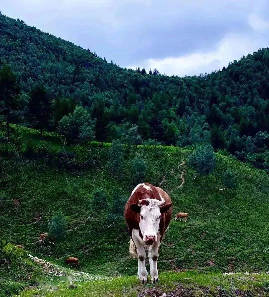 青青徒步丨6.1【初级】蔚县空中草原麻田岭15km穿越
