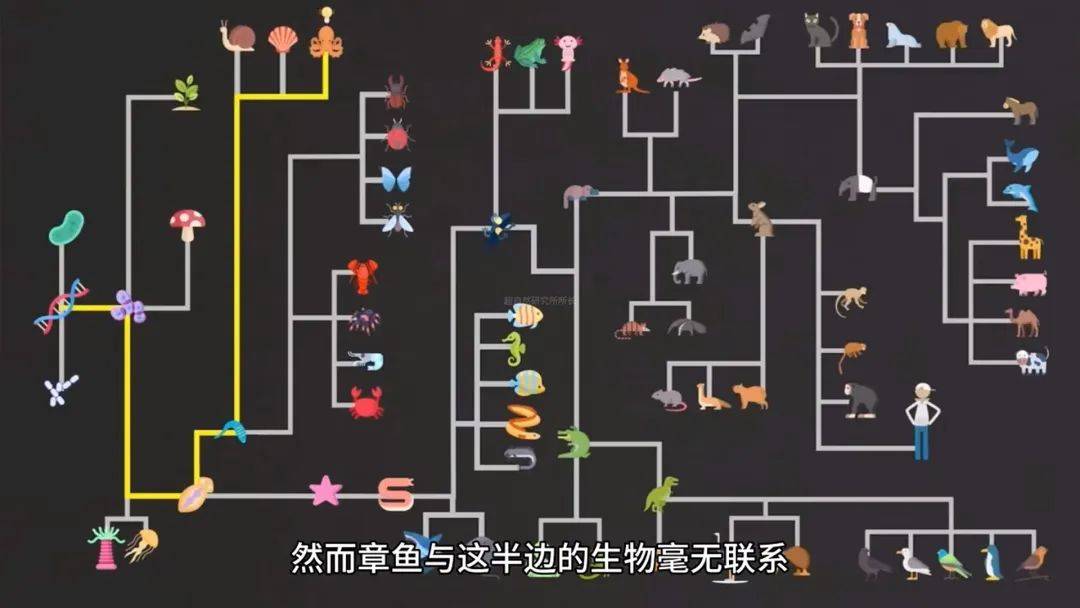 章鱼有着逆天聪明的大脑,它在地球上有着自己独有的进化