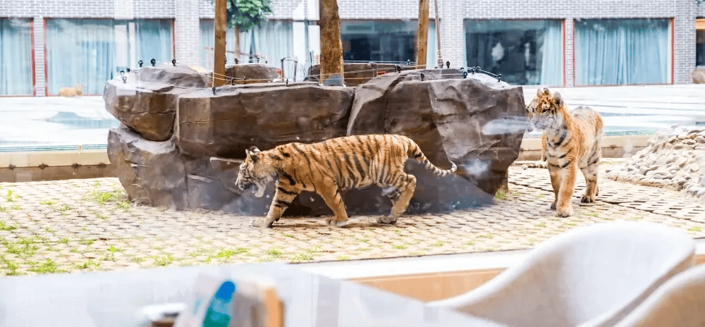 动物园内还有大马戏演艺中心,有马术表演,猴子骑