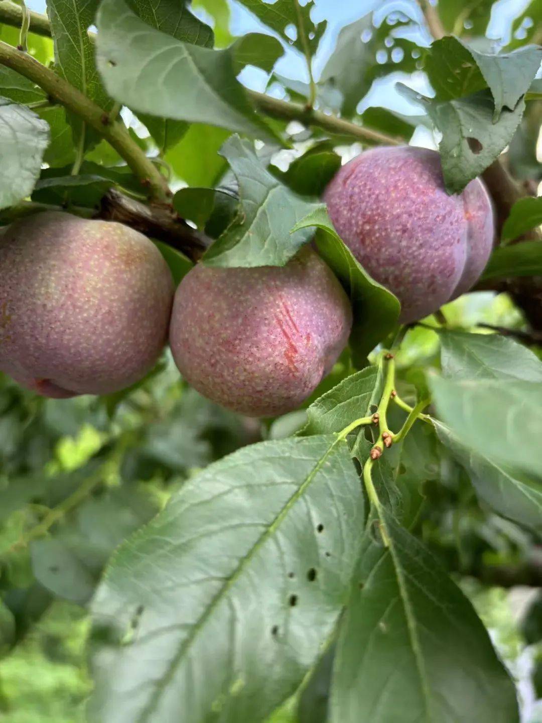 信宜钱排银妃三华李正式进入甜脆多汁时期!错过又要等一年