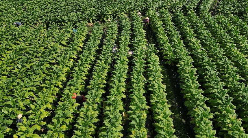 江华涛圩镇:烤烟迎丰收烟农赶"烤"忙