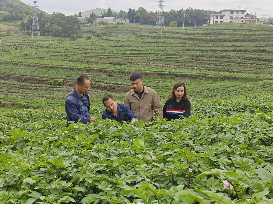 几场夏雨过后,赫章县珠市乡的马铃薯种植基地内,一垄垄,一簇簇的