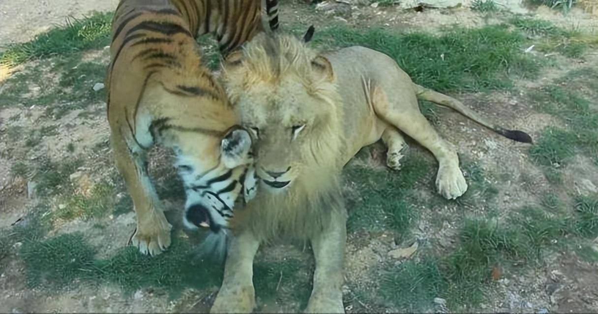 2021年5月,人民资讯发布了一则关于动物园的报道,报道中称在泉州海丝