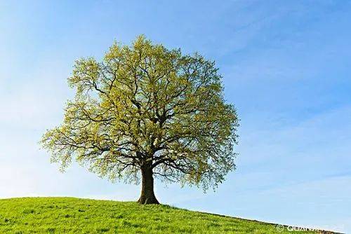 【双语】舒婷《致橡树》