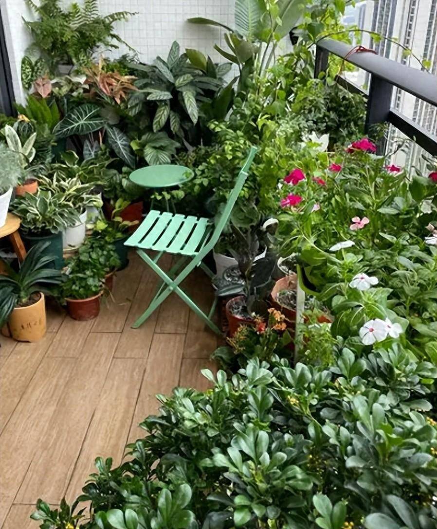 "3种花",又香又好看,花多味道好闻,种阳台种院子里简直绝了