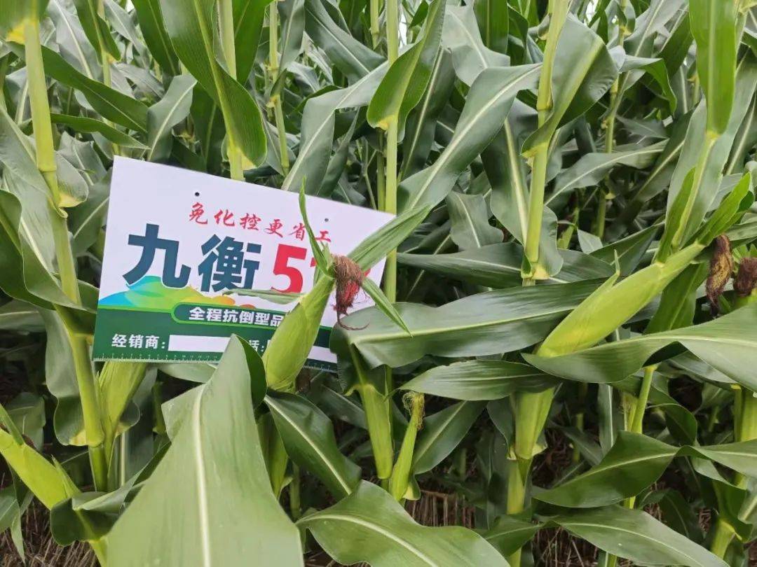 种业商务网"抖快看全程发力"黄金粮my73","九衡517"玉米大单品流量