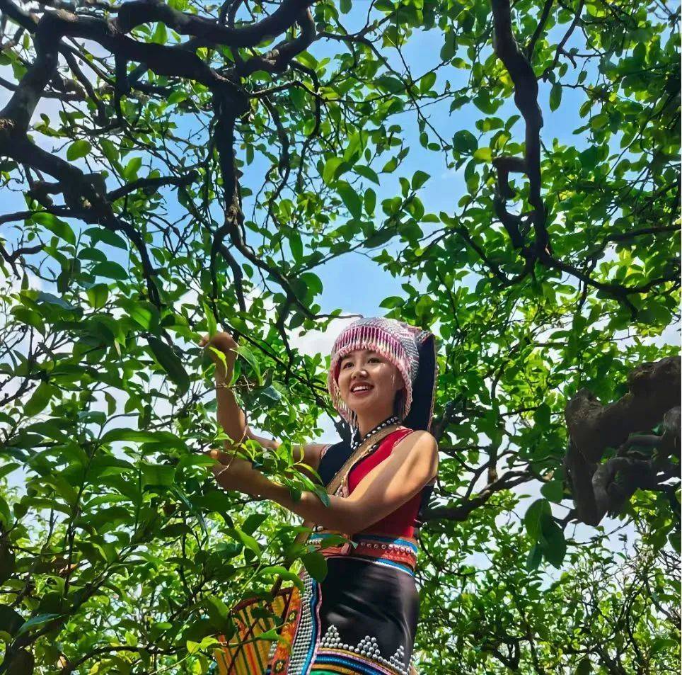 勐简乡大寨村,勐撒镇芒见村,贺派乡班卖村,芒洪乡户南村,耿马镇三尖山