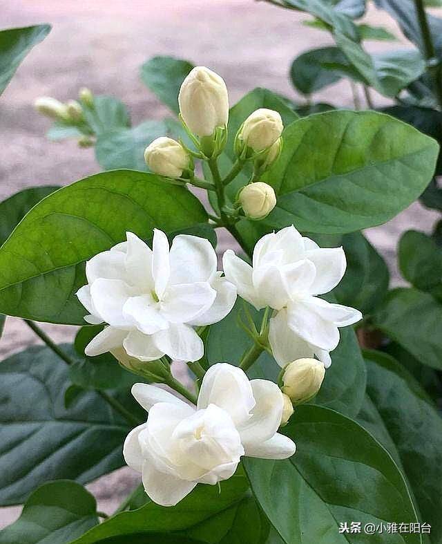 冬季养茉莉花,盆里放一点料,叶子绿油油,来年开花一茬接一茬