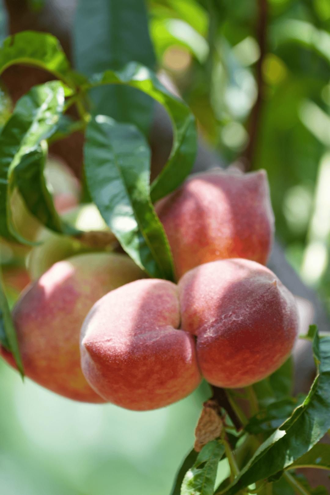 四川桃子采摘线路攻略来了,包甜