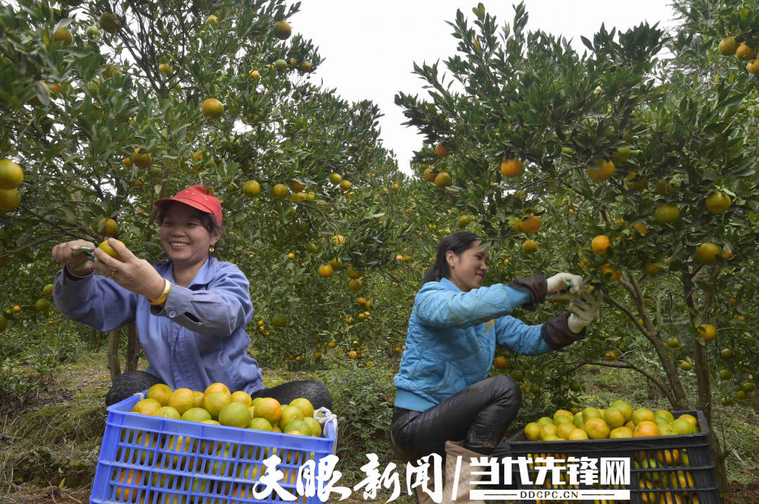 【高质量发展调研行】锦屏县龙池村:做优精品水果产业促农增收