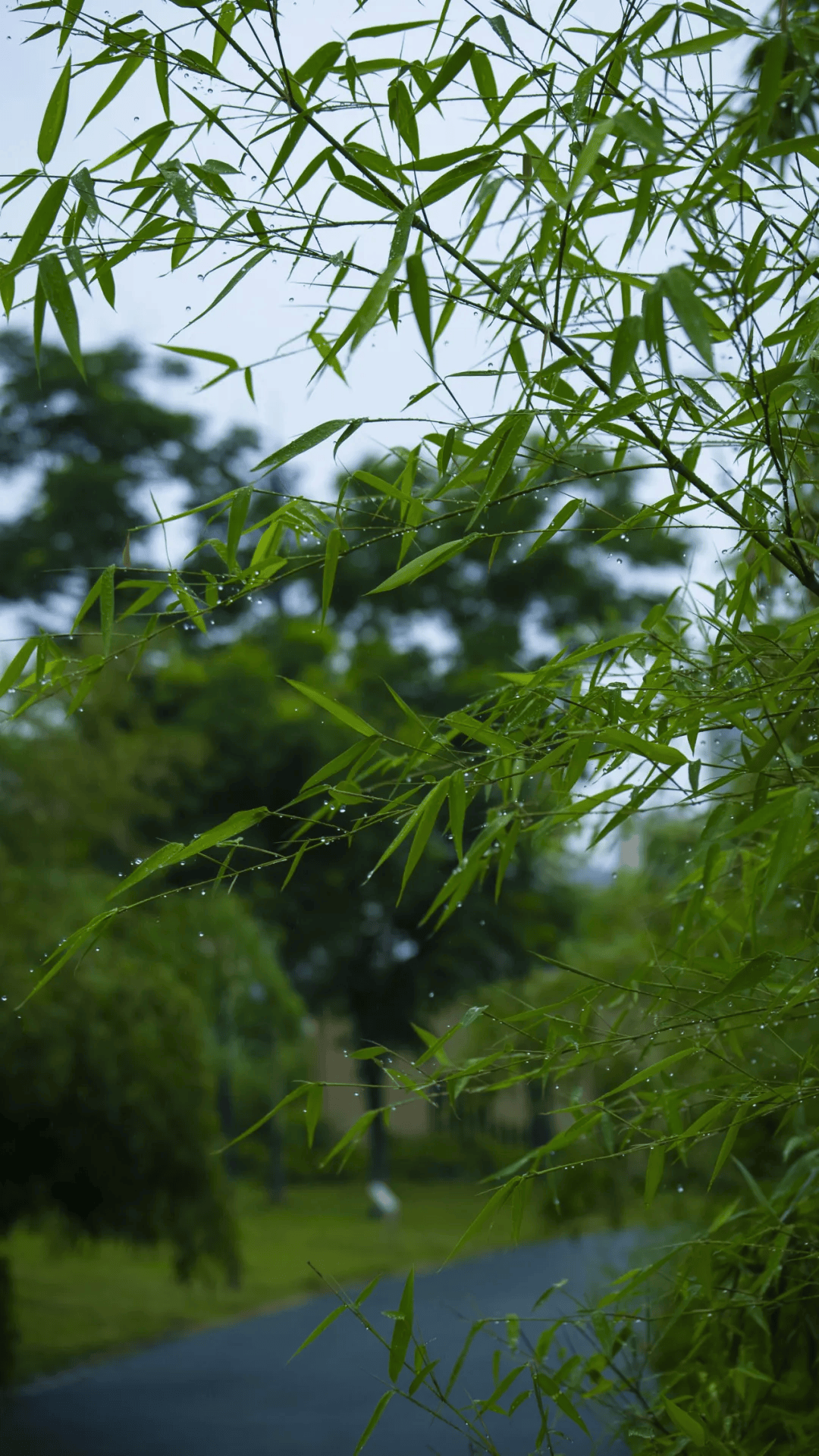 夏天下雨图片景色大图图片