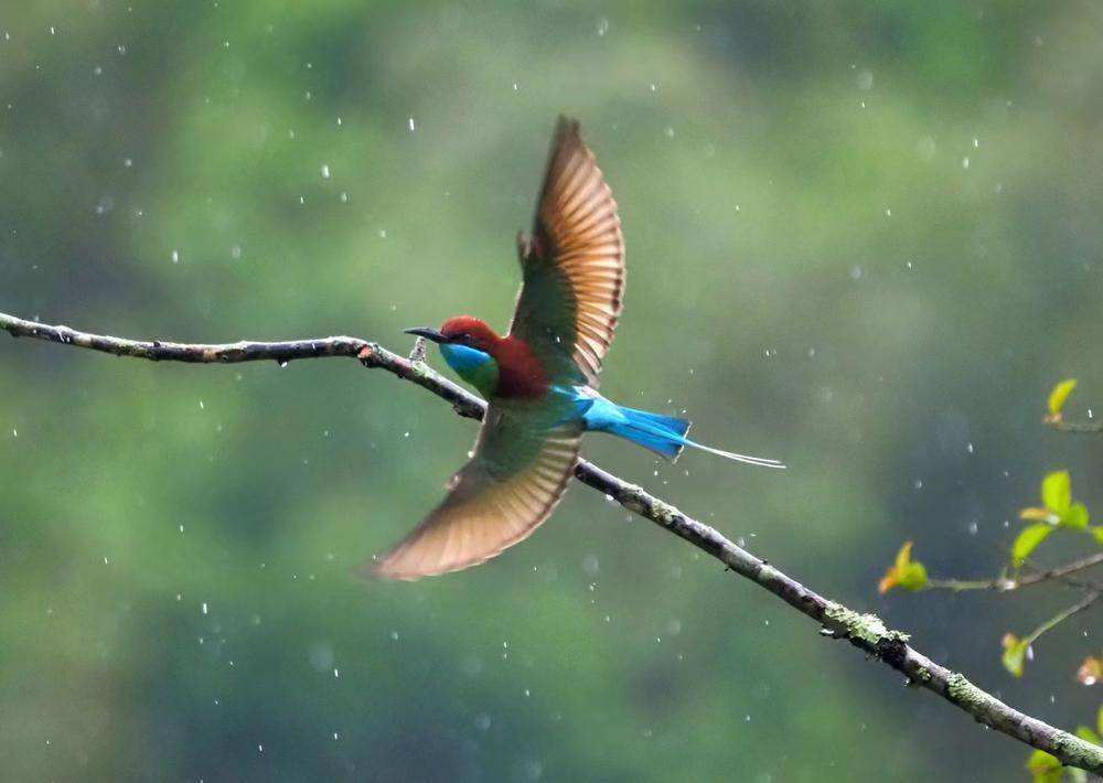 寻羽水畔林间,广州珠江公园"鸟性化"举措构筑"自然精灵"家园