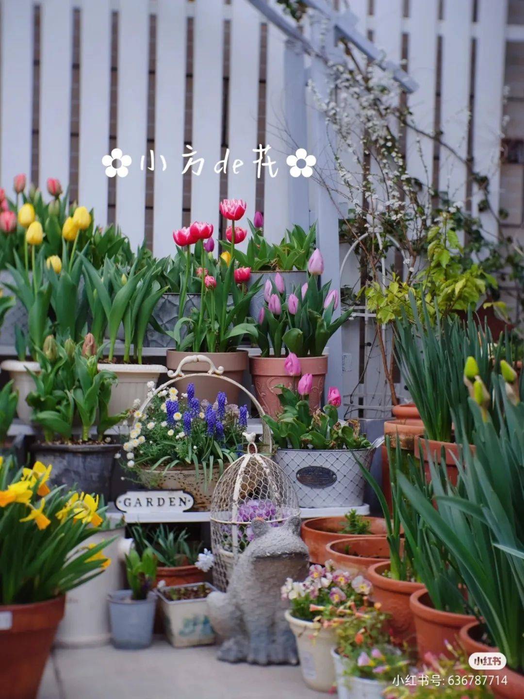 露台花果园江苏无锡郁金香-甜蜜旗帜继续走继续忘记江苏德国鸢尾丽影