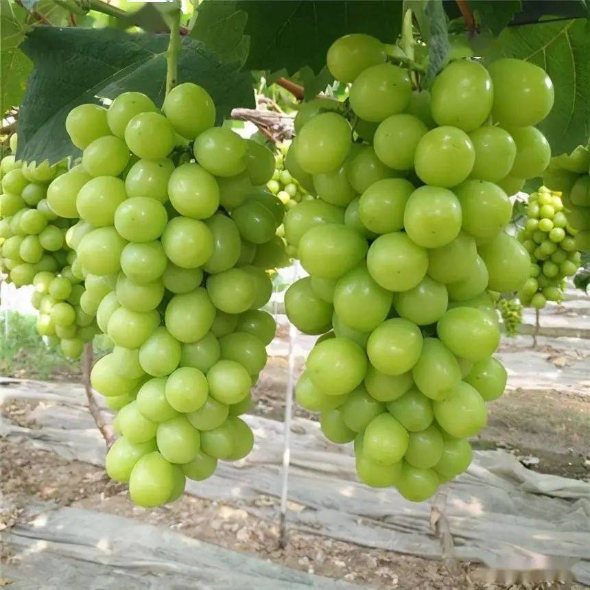 【仓·讯】夏日之"甜","瓜"香新仓再获大奖_新仓镇_西瓜_平湖