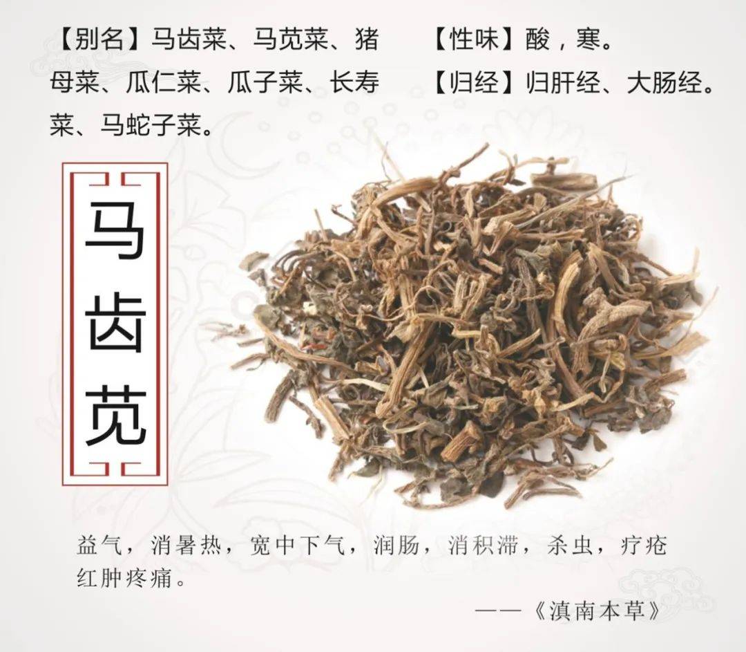 【中药小故事】每天认识一味药(二十三)→马齿苋